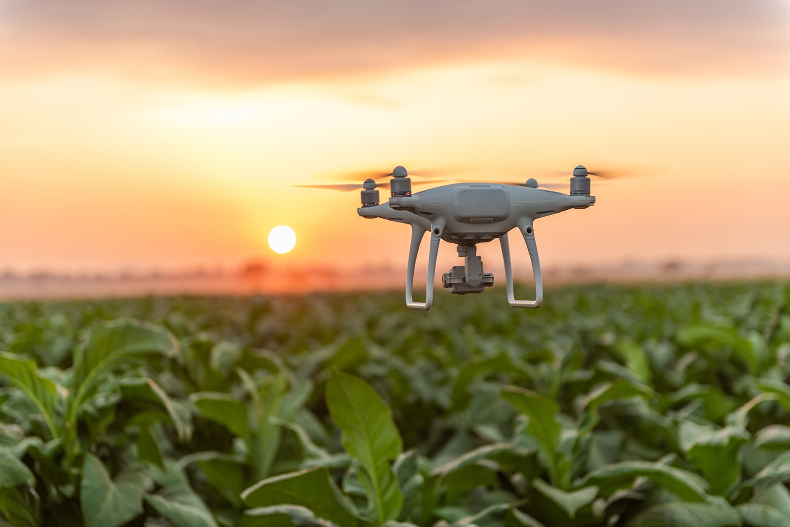 Crop Survey Photography